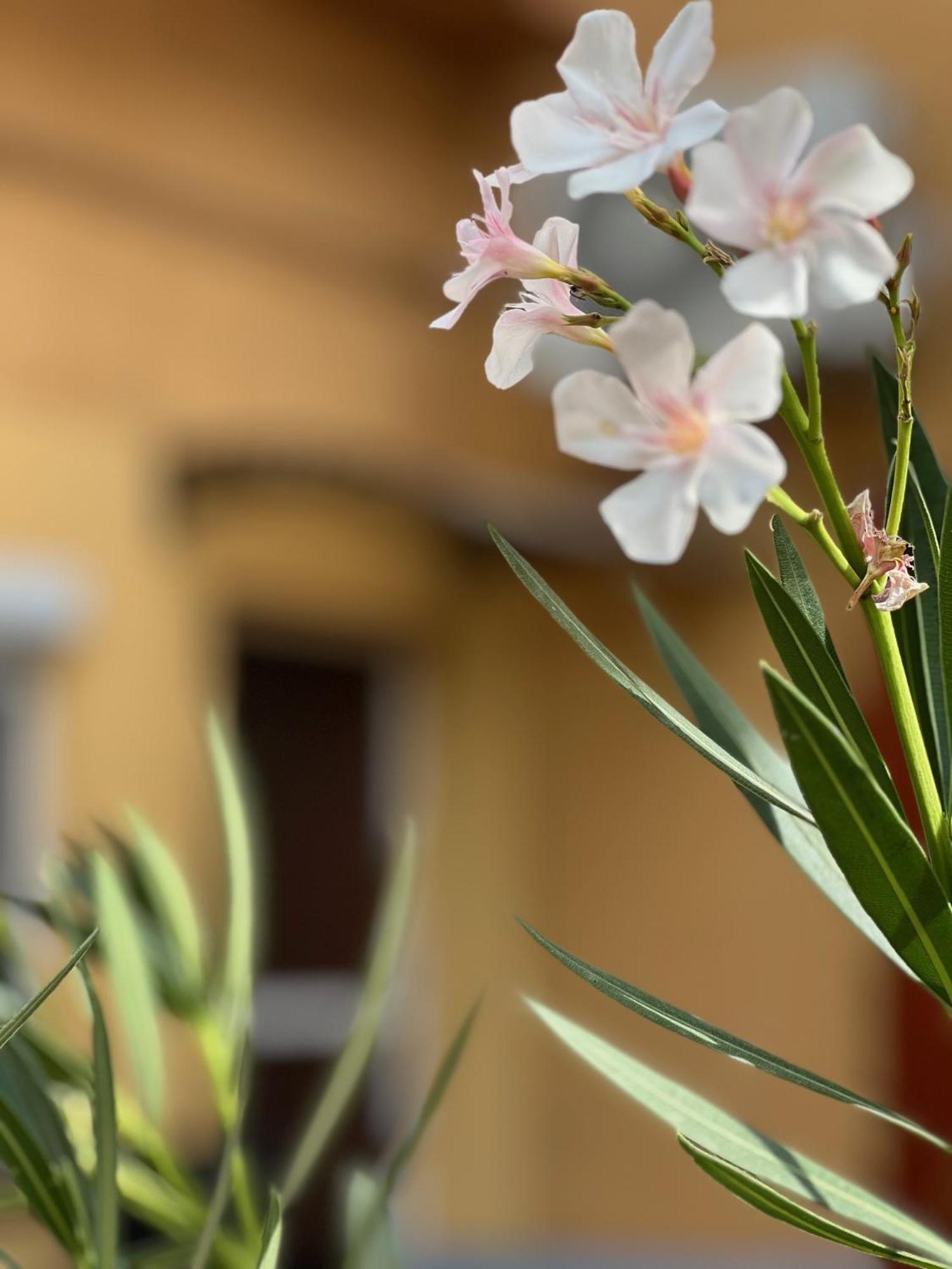 Szahara Vendeghaz Apartment Kerekegyháza Екстериор снимка